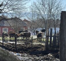 Bolu'da çıkan yangında ahır ve samanlık kullanılamaz hale geldi