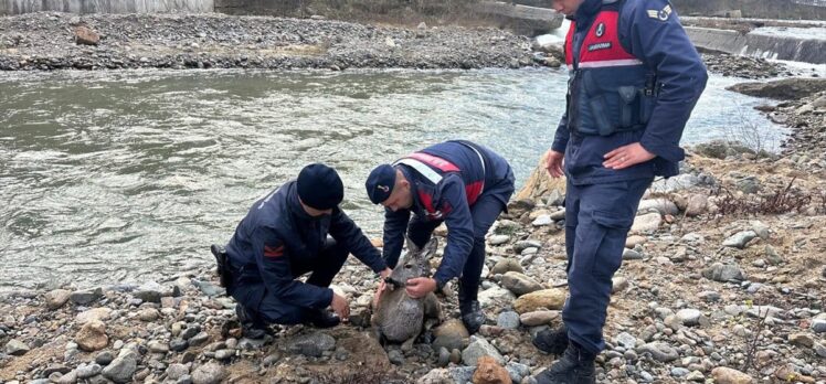 Giresun'da dere yatağından kurtarılan yaralı karaca koruma altına alındı