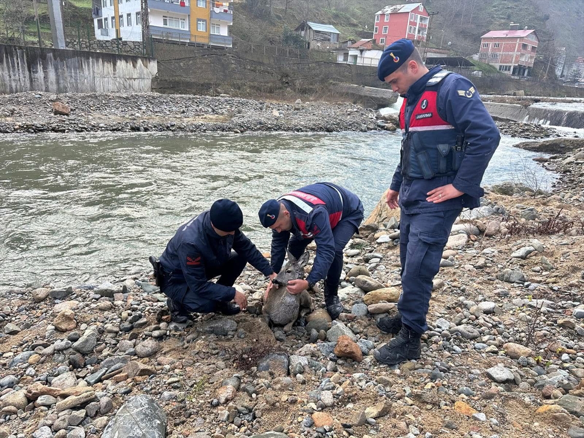 Giresun'da dere yatağından kurtarılan yaralı karaca koruma altına alındı