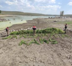 Kars’ta  Jandarma 102 bin 98 adet kök kenevir ele geçirdi