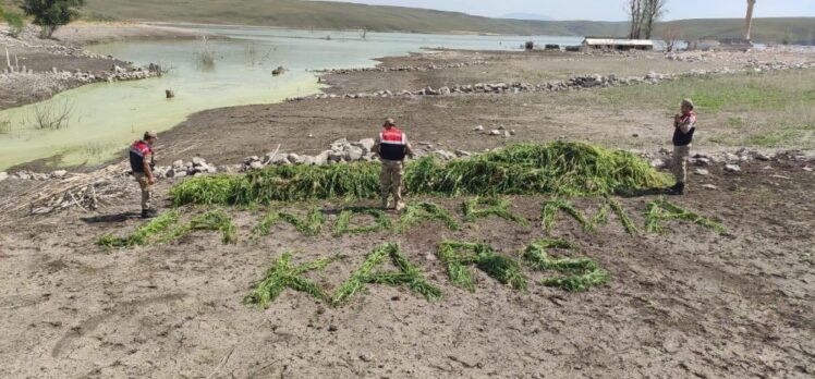 Kars’ta  Jandarma 102 bin 98 adet kök kenevir ele geçirdi